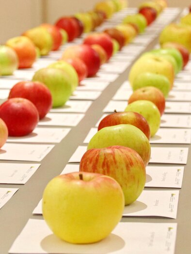 Eine Vielzahl von Äpfeln in verschiedenen Farben und Sorten ist auf einem Tisch angeordnet. Jeder Apfel liegt auf einem kleinen Informationsblatt. | © Oikos Alois Wilfling