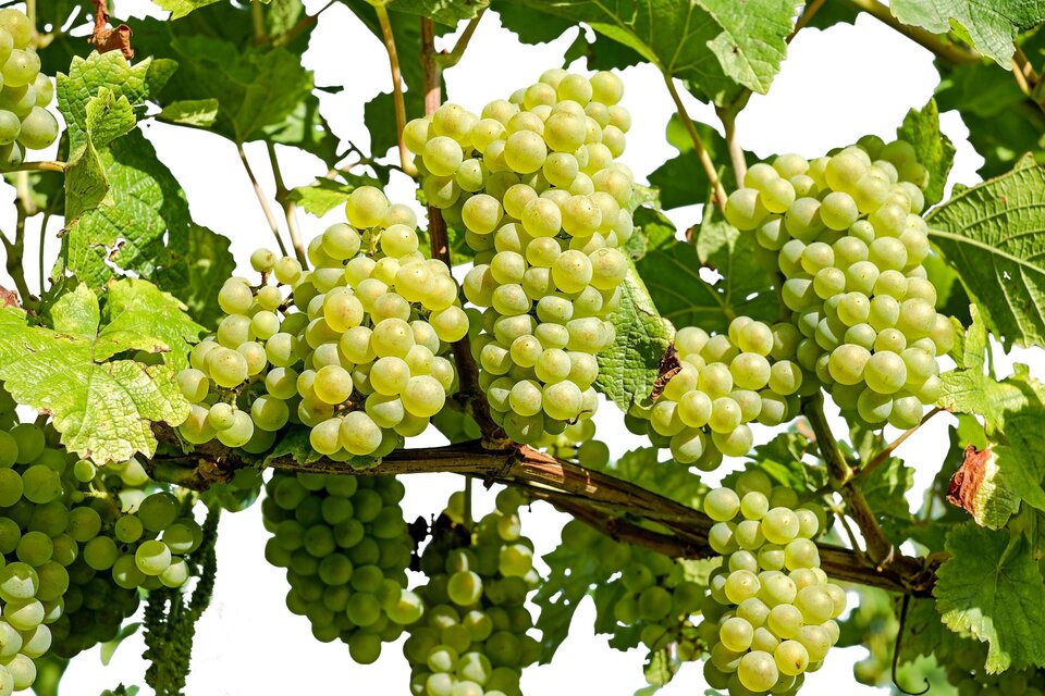 Ein Weinstock mit reifen grünen Trauben. Die Trauben sind dicht beieinander und umgeben von Blättern. | © Symbolbild pixabay