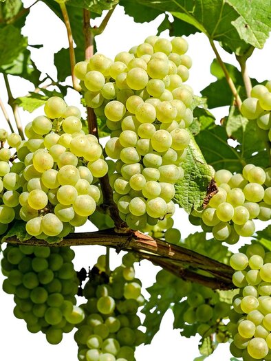 Ein Weinstock mit reifen grünen Trauben. Die Trauben sind dicht beieinander und umgeben von Blättern. | © Symbolbild pixabay