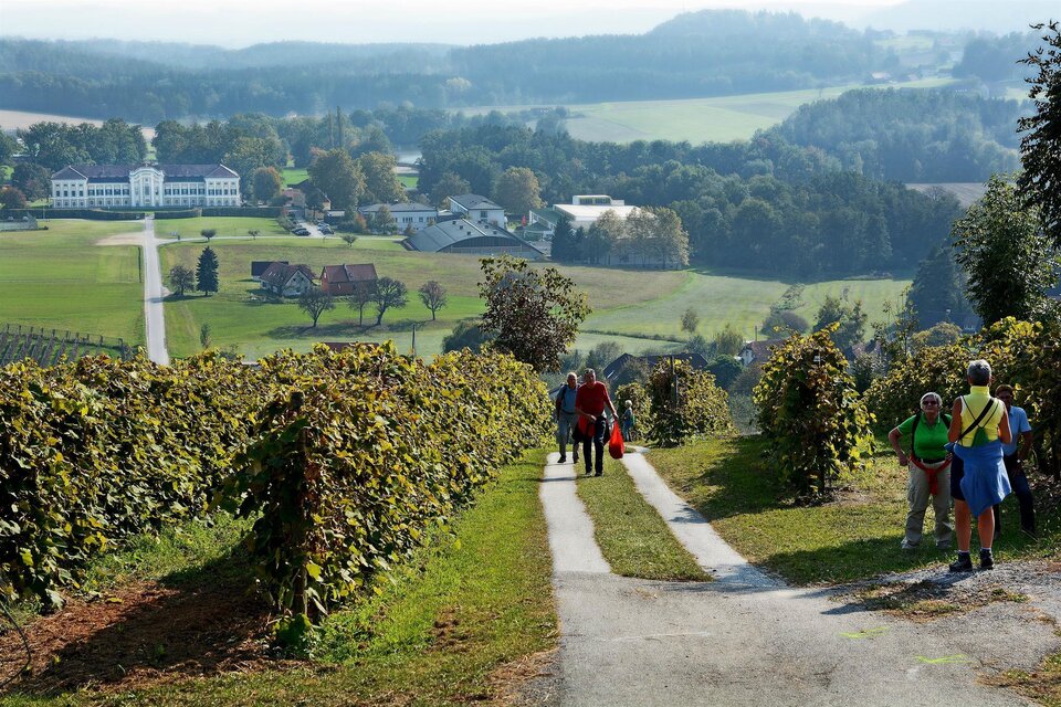 Eine malerische Weinlandschaft mit Reben und einer asphaltierten Straße. Spaziergänger genießen die Aussicht auf die sanften Hügel und das grüne Tal. | © Tourismusverband Oststeiermark