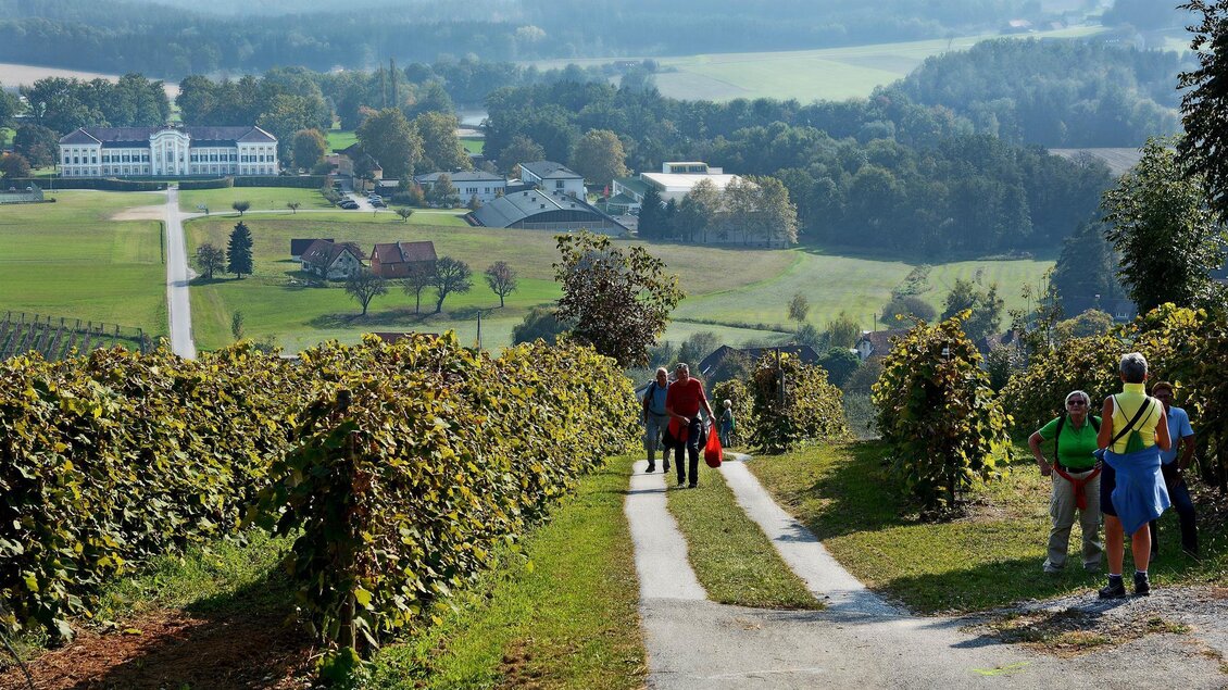 Eine malerische Weinlandschaft mit Reben und einer asphaltierten Straße. Spaziergänger genießen die Aussicht auf die sanften Hügel und das grüne Tal. | © Tourismusverband Oststeiermark