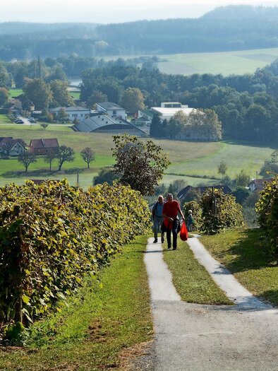 A picturesque wine landscape with vineyards and a paved road. Strollers enjoy the view of the gentle hills and the green valley. | © Tourismusverband Oststeiermark