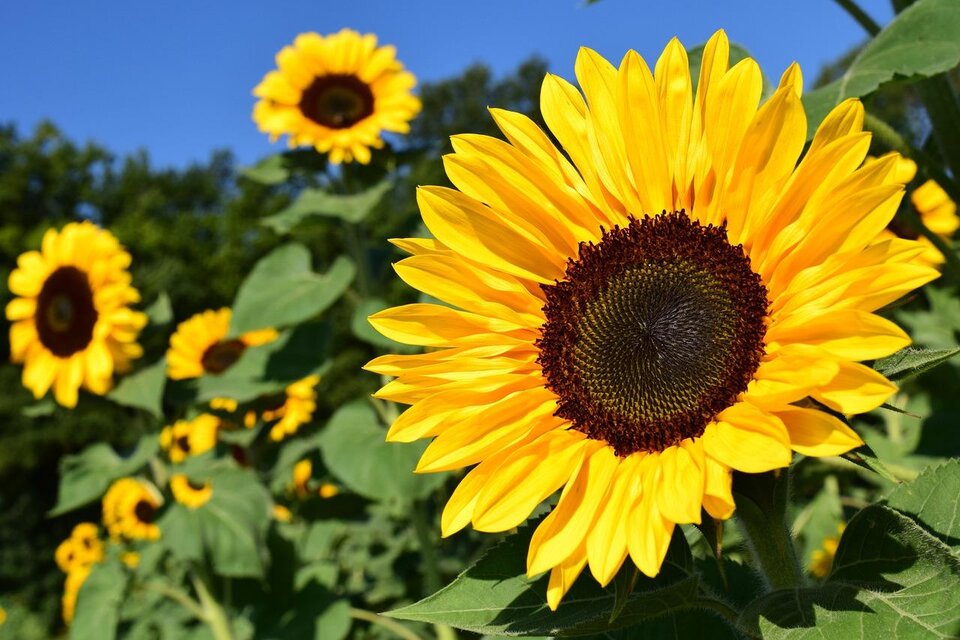 Sonnenblumenfeld. | © Tourismusverband Oststeiermark
