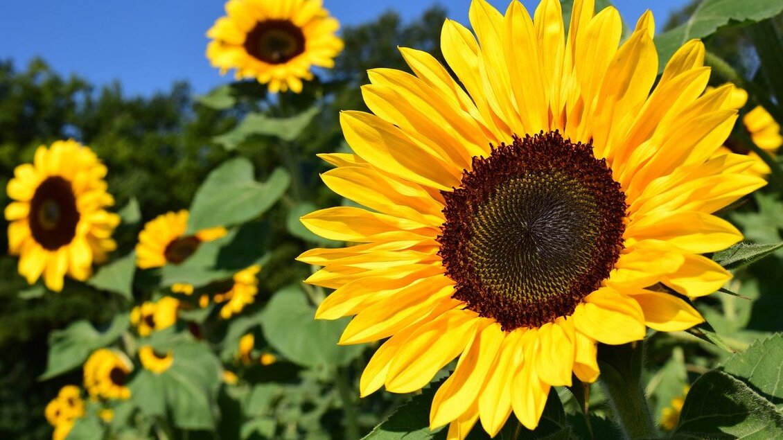 Sonnenblumenfeld. | © Tourismusverband Oststeiermark