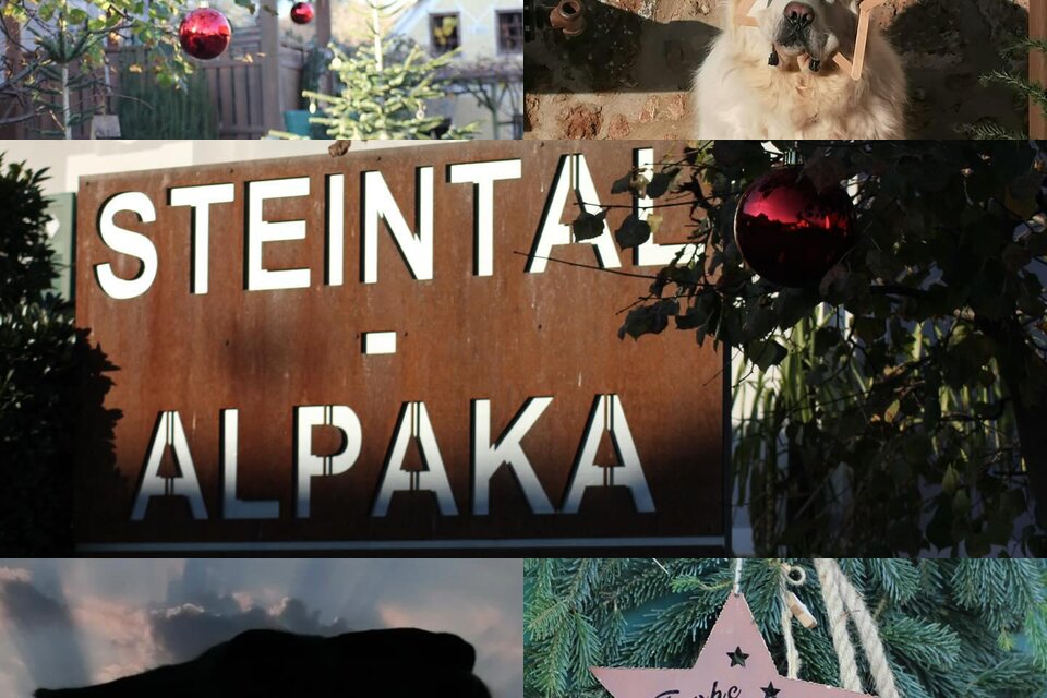 Ein collageartiges Bild zeigt weihnachtliche Dekorationen wie rote Kugeln und einen Stern, sowie das Schild „STEINTAL - ALPAKA“. Im Hintergrund sind ein Hund und ein alpakaähnliches Tier zu sehen. | © (c) Steintal-Alpaka