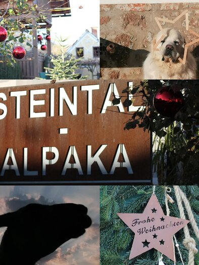 Ein collageartiges Bild zeigt weihnachtliche Dekorationen wie rote Kugeln und einen Stern, sowie das Schild „STEINTAL - ALPAKA“. Im Hintergrund sind ein Hund und ein alpakaähnliches Tier zu sehen. | © (c) Steintal-Alpaka