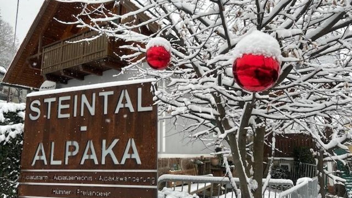 Ein winterlicher Außenbereich mit einem verschneiten Baum, der rote Weihnachtskugeln trägt. Im Hintergrund ist ein Schild mit der Aufschrift "STEINTAL - ALPAKA" zu sehen. | © @by Steintal Alpaka