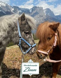 Pferdefreunde Zloam, Teenie Pony Camp | © Narzissendorf Zloam | © Narzissendorf Zloam