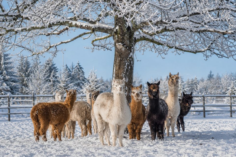 Verschieden färbige Alpakas stehen unter einem Laubbaum in sonniger Winterlandschaft. | © ChatGPT-Christine Rotschädl