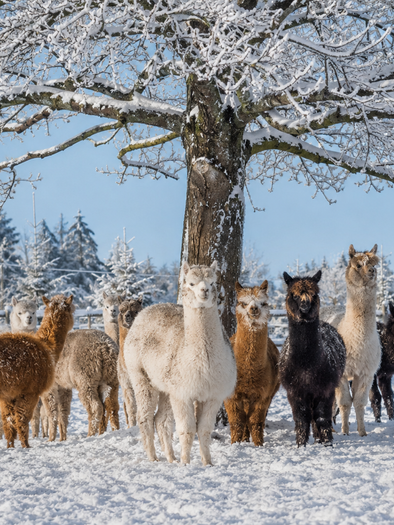 Verschieden färbige Alpakas stehen unter einem Laubbaum in sonniger Winterlandschaft. | © ChatGPT-Christine Rotschädl