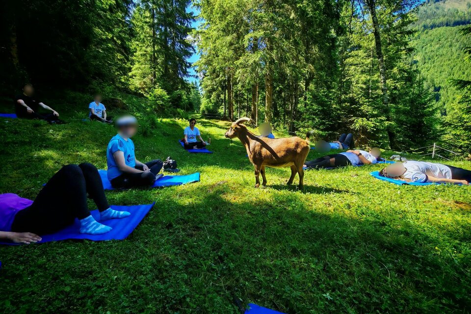 Eine Gruppe von Menschen liegt entspannt auf Matten im Wald. Eine Ziege steht in der Nähe und schaut die Gruppe an. | © Sandra und die Ziegen