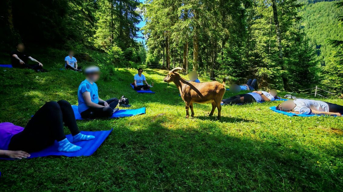 Eine Gruppe von Menschen liegt entspannt auf Matten im Wald. Eine Ziege steht in der Nähe und schaut die Gruppe an. | © Sandra und die Ziegen