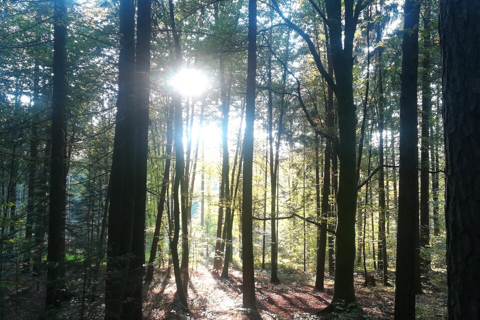 Ein ruhiger Wald mit hohen Bäumen und Sonnenstrahlen, die durch das Laub scheinen. Der Boden ist bedeckt mit buntem Laub und der Lichtschein schafft eine friedliche Atmosphäre. | © TV Südsteiermark - Irene Löschnig
