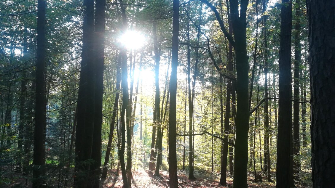 Ein ruhiger Wald mit hohen Bäumen und Sonnenstrahlen, die durch das Laub scheinen. Der Boden ist bedeckt mit buntem Laub und der Lichtschein schafft eine friedliche Atmosphäre. | © TV Südsteiermark - Irene Löschnig