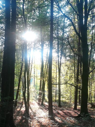 Ein ruhiger Wald mit hohen Bäumen und Sonnenstrahlen, die durch das Laub scheinen. Der Boden ist bedeckt mit buntem Laub und der Lichtschein schafft eine friedliche Atmosphäre. | © TV Südsteiermark - Irene Löschnig