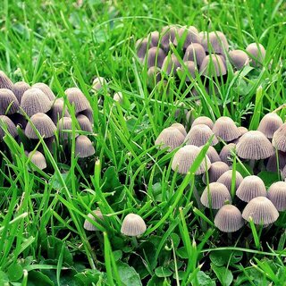 Mushrooms | © Pixabay