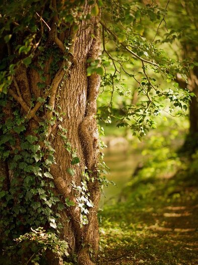 Bei dem Bild sieht man einen mystischen Wald, im Vordergrund einen großen Baum