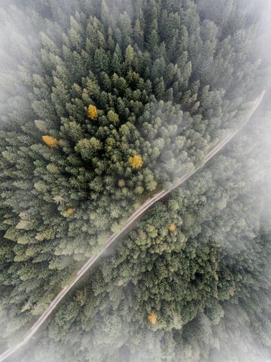 Wald I Gesäuse I Steiermark | © TV Gesäuse