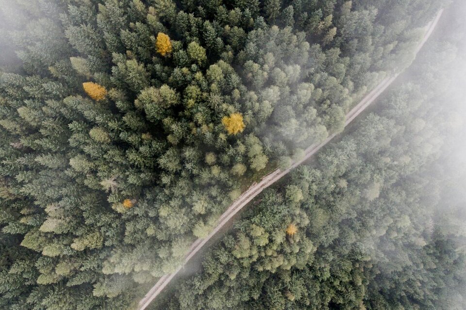 Wald I Gesäuse I Steiermark | © TV Gesäuse