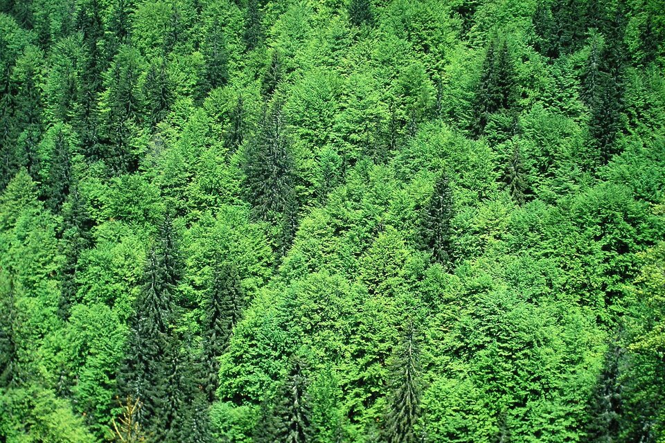 Ein dichter, grüner Wald mit vielen Bäumen. Das Bild zeigt eine abwechslungsreiche Landschaft voller foliage. | © Naturpark Mürzer Oberland
