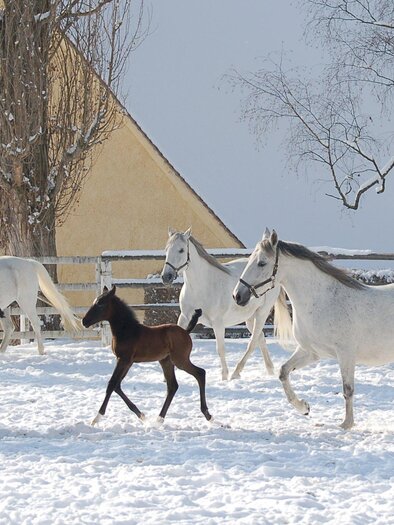 Lipizzanerstuten mit ihren Fohlen auf sonnig verschneiter Koppel im Gestütsgelände Piber.  | © Spanische Hofreitschule Lipizzanergestüt Piber