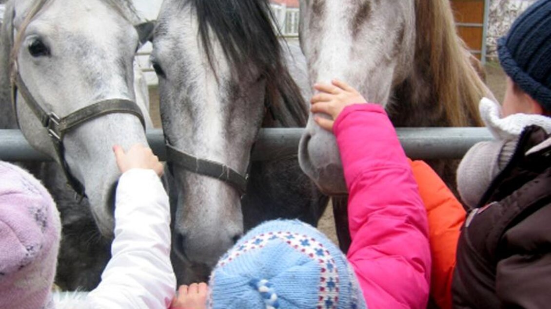 Drei graue Pferde stehen hinter einem Zaun. Kinder strecken ihre Hände aus, um die Pferde zu berühren. | © Gestüt Piber