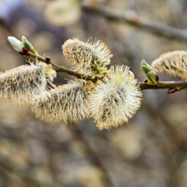 Ein Ast mit flauschigen Kätzchen und frischen Knospen. Im Hintergrund sind unscharfe Naturtöne zu sehen. | © Marktgemeinde Pöllau