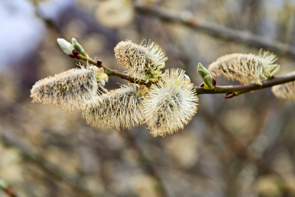 Ein Ast mit flauschigen Kätzchen und frischen Knospen. Im Hintergrund sind unscharfe Naturtöne zu sehen. | © Marktgemeinde Pöllau