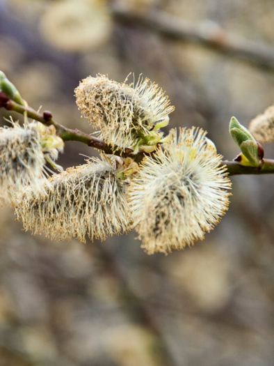 A branch with fluffy catkins and fresh buds. In the background, blurred natural tones can be seen. | © Marktgemeinde Pöllau