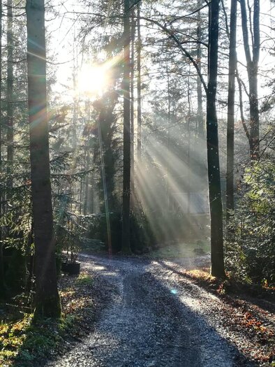 Winterstimmung im Wald | © TV Südsteiermark - Irene Löschnig