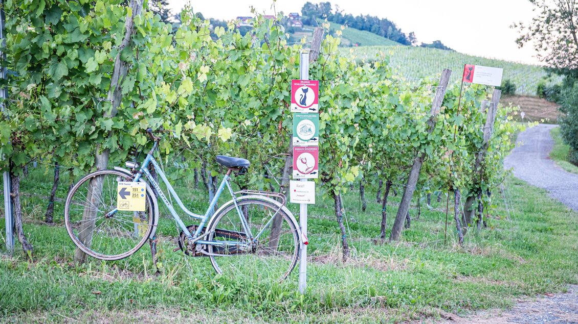 Ein Fahrrad steht neben einem Weinberg. Im Hintergrund sind sanfte Hügel und ein Weg zu sehen. | © @jöbstl Florian