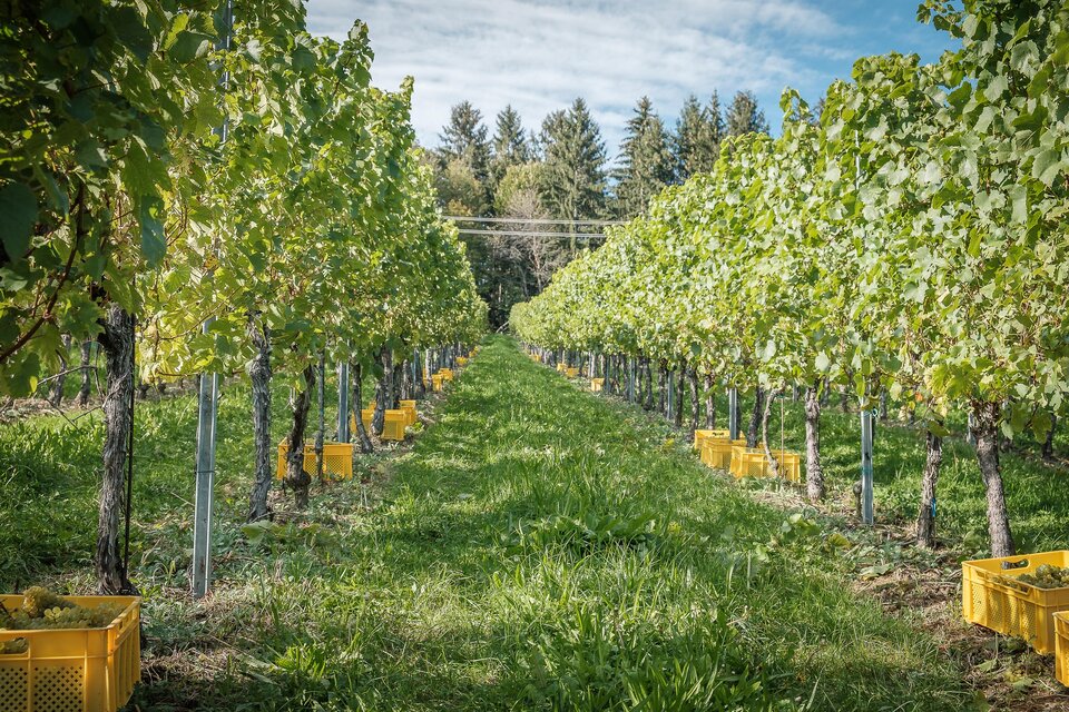 Ein Weinberg mit Reihen von Traubenpflanzen und gelben Erntekörben. Die Landschaft ist grün und sonnig, ideal für Weinbau. | © @jöbstl Florian