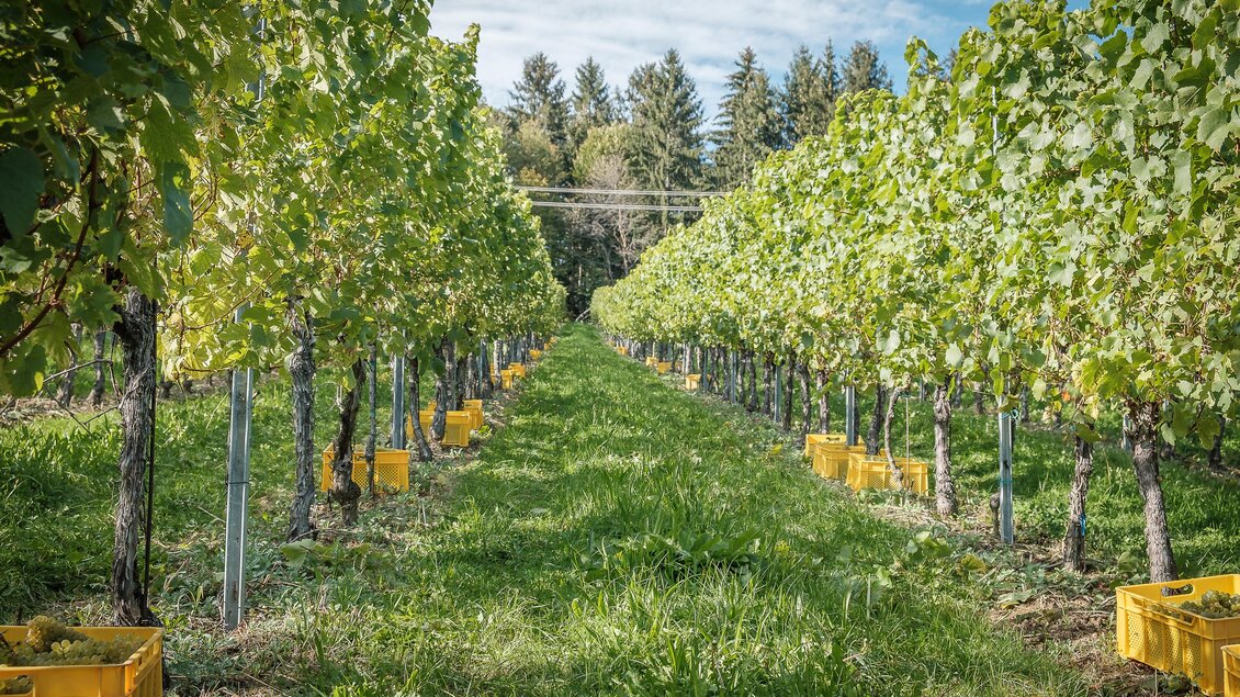 Ein Weinberg mit Reihen von Traubenpflanzen und gelben Erntekörben. Die Landschaft ist grün und sonnig, ideal für Weinbau. | © @jöbstl Florian