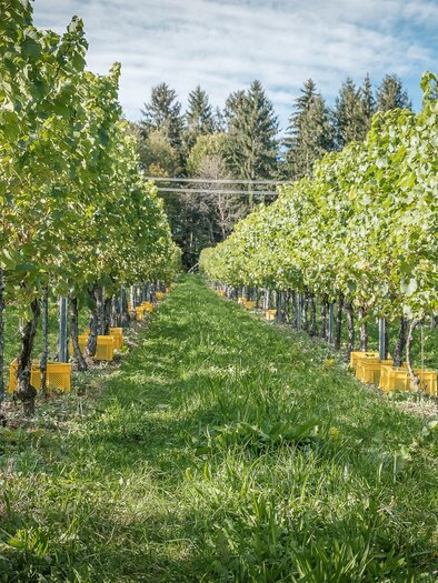 Ein Weinberg mit Reihen von Traubenpflanzen und gelben Erntekörben. Die Landschaft ist grün und sonnig, ideal für Weinbau. | © @jöbstl Florian
