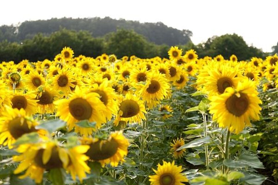 Sonnenblumen im Thermen- & Vulkanland | © Werner Krug