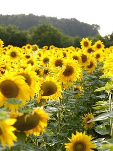 Sonnenblumen im Thermen- & Vulkanland | © Werner Krug