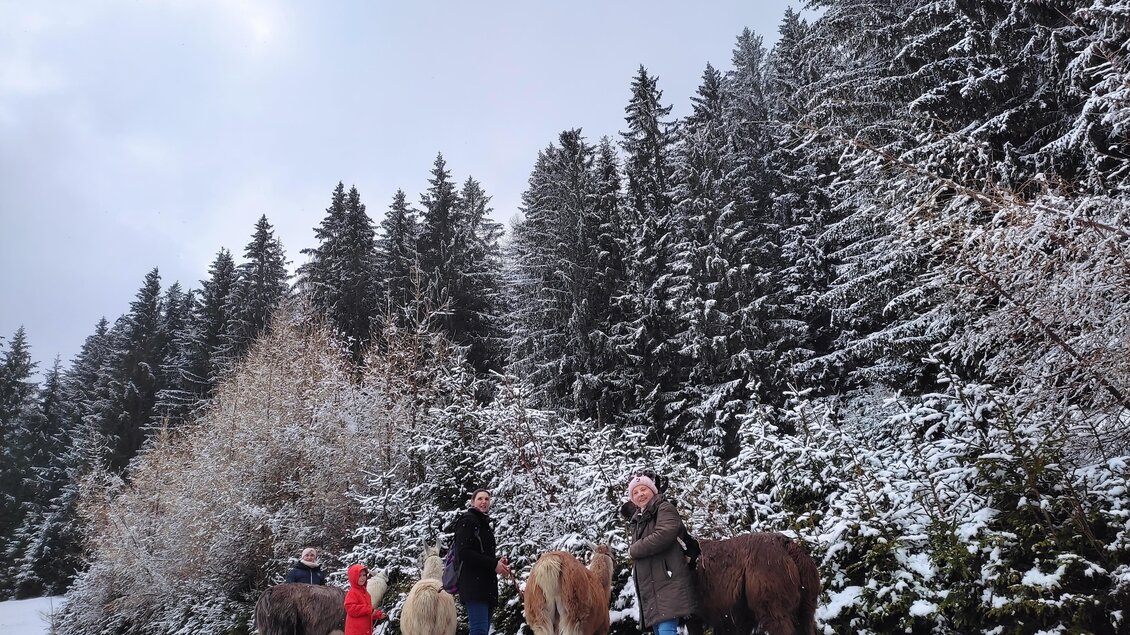 Mehrere Menschen mit Ponys in einer verschneiten Waldlandschaft. Die Umgebung ist von hohen, grünen Bäumen und einer winterlichen Atmosphäre geprägt. | © LamaTouren-Orso-Gigleitner