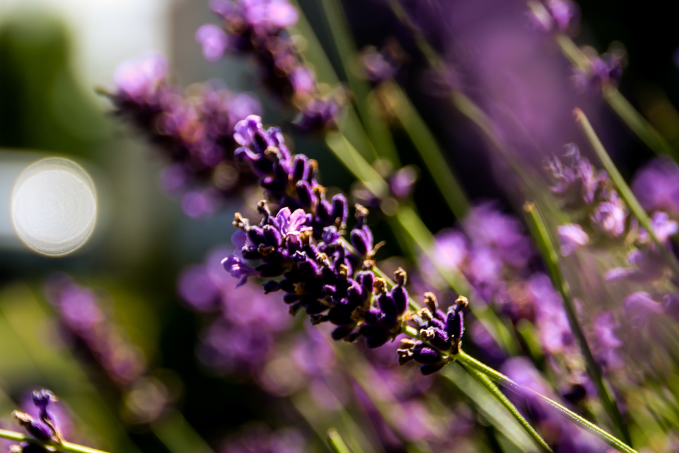 Ein blühender Lavendelstrauch mit leuchtend lila Blüten. Im Hintergrund sind unscharfe Pflanzen zu sehen. | © Canva