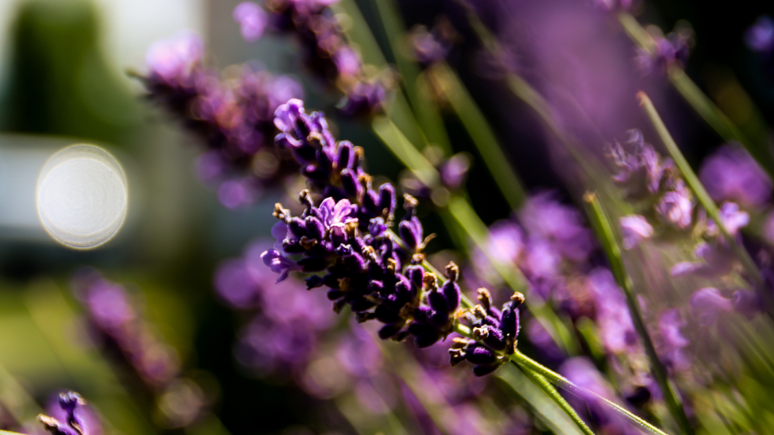 Ein blühender Lavendelstrauch mit leuchtend lila Blüten. Im Hintergrund sind unscharfe Pflanzen zu sehen. | © Canva
