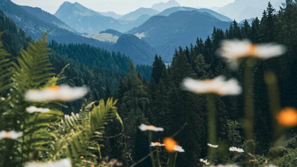 Eine malerische Berglandschaft mit grünen Wäldern und blühenden Wildblumen im Vordergrund. Der Himmel ist klar und die Berge sind sanft im Hintergrund sichtbar.
