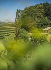 Weingarten | © c-mavric | Weingut Schneeberger | © c-mavric