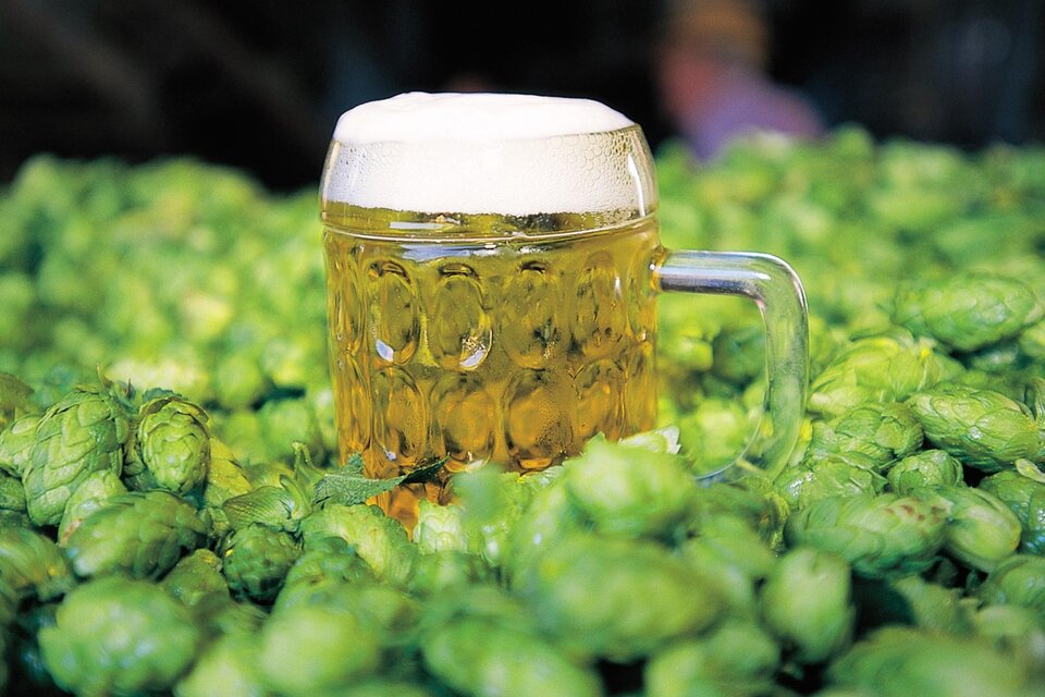 Krug mit hellem Bier auf frischen Hopfendolden beim Bierfest in Semriach. | © Steiermark Tourismus-Harry Schiffer