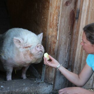 Birgit Eder mit einem Schwein