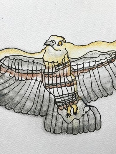 Eine stilisierte Zeichnung eines majestätischen Vogels im Flug. Die Flügel sind weit ausgebreitet und zeigen unterschiedliche Farbtöne. | © Albert Masser