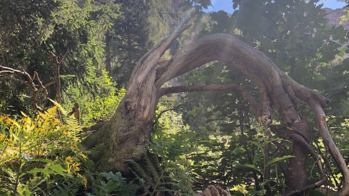 Pintoreske Bäume und Wurzeln begleiten den Wanderer durch den "Geisterwald".  | © Sabine Carstensen