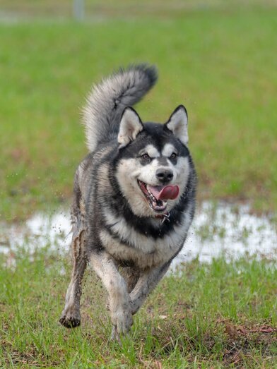 Hund1 | © Stadtgemeinde Feldbach | © © Stadtgemeinde Feldbach
