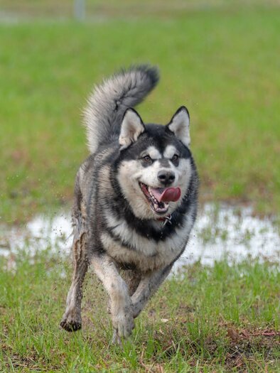 Hund1 | © © Stadtgemeinde Feldbach