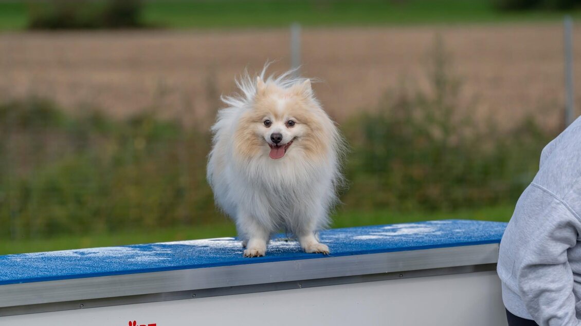Hund5 | © © Stadtgemeinde Feldbach