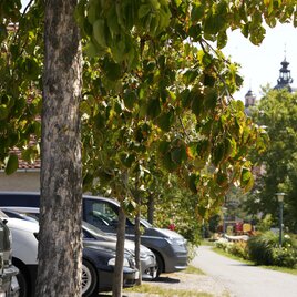 Ein Parkplatz mit mehreren Autos unter einem Baum. Im Hintergrund sind grüne Wiesen und ein Gebäude zu sehen. | © Tourismusverband Oststeiermark