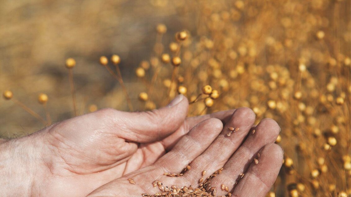 Hände halten Erde und Samen zwischen sich. Im Hintergrund sind goldene Pflanzen sichtbar. | © Ölmühle Fandler